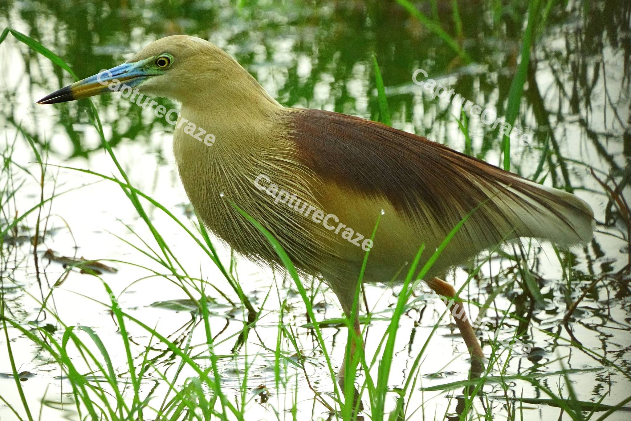 Squacco Heron Bird